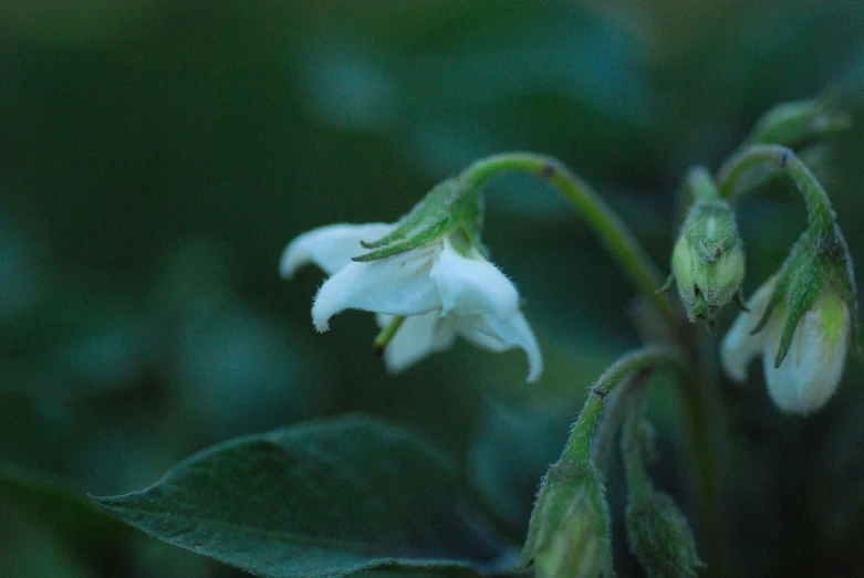 white flowers grow on leaves on the plant