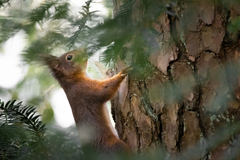 a squirrel in a tree, climbing up to it's own