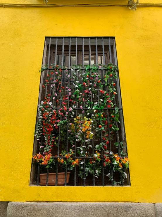 colorful flowers in a window box on a yellow wall