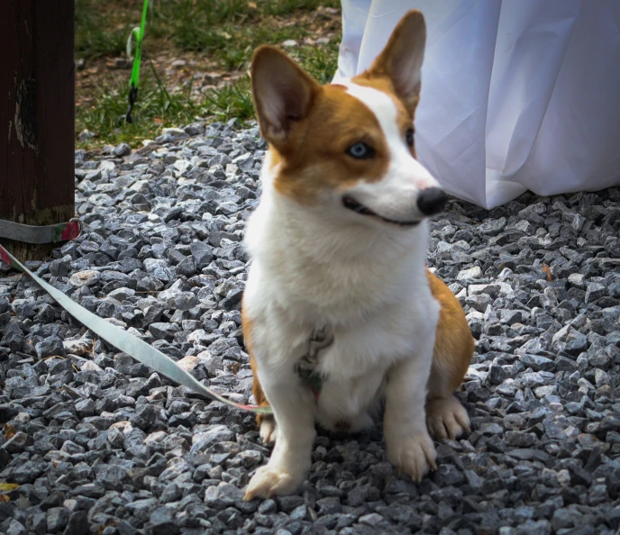 a puppy sits on gravel in front of a wooden pole