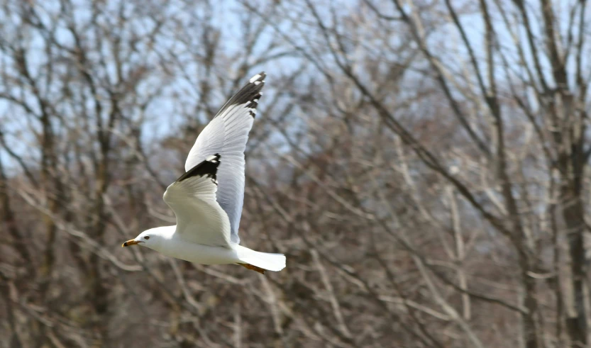 a seagull flies in the sky over bare trees