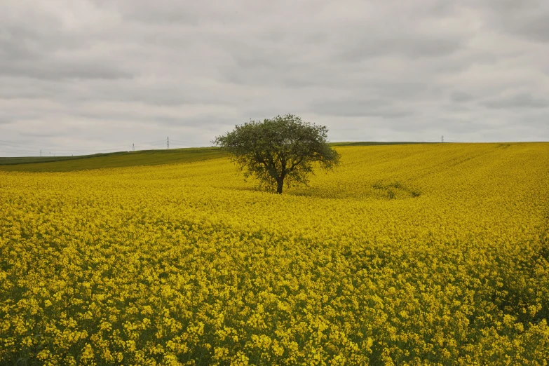 a lone tree on the top of a yellow field