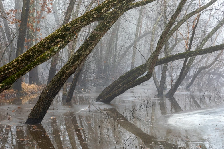 the trees and ground are flooded by a body of water