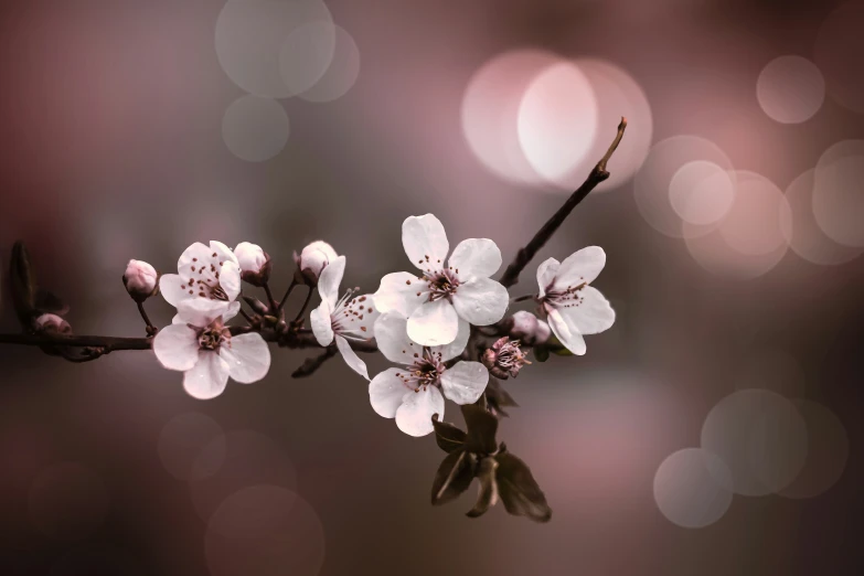 white flowers are on a tree nch in front of blurry lights