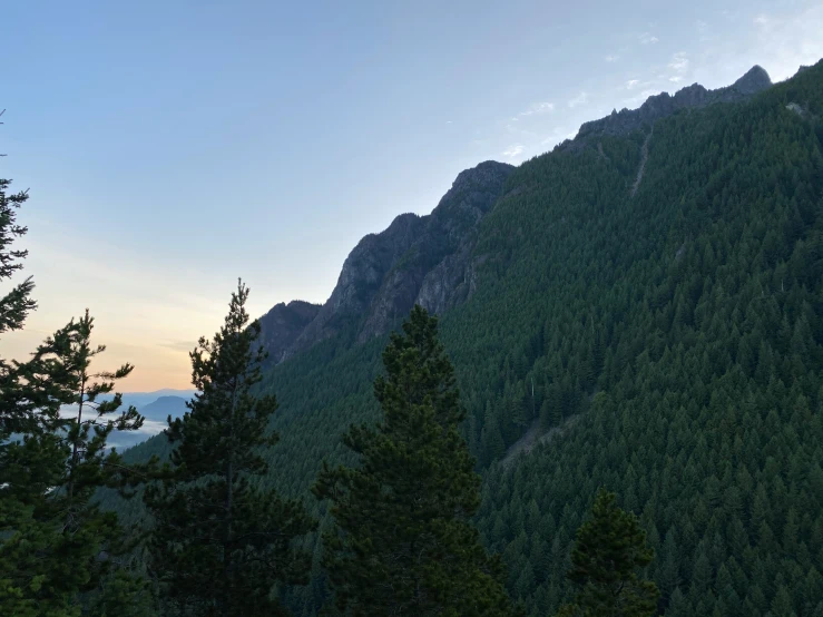 some tall trees and some green hills