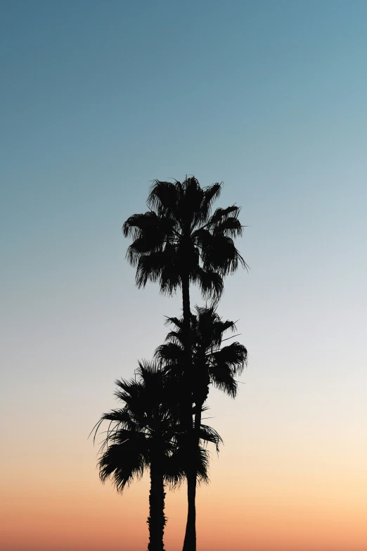 a person standing near the ocean with some palm trees