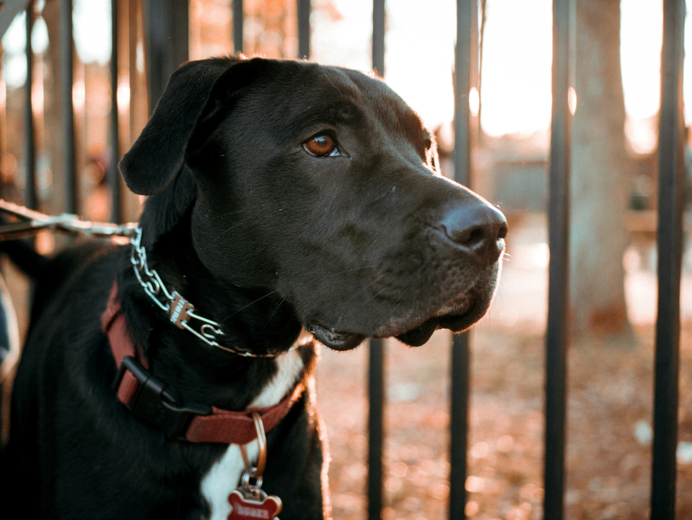 a black and white dog standing behind a fence