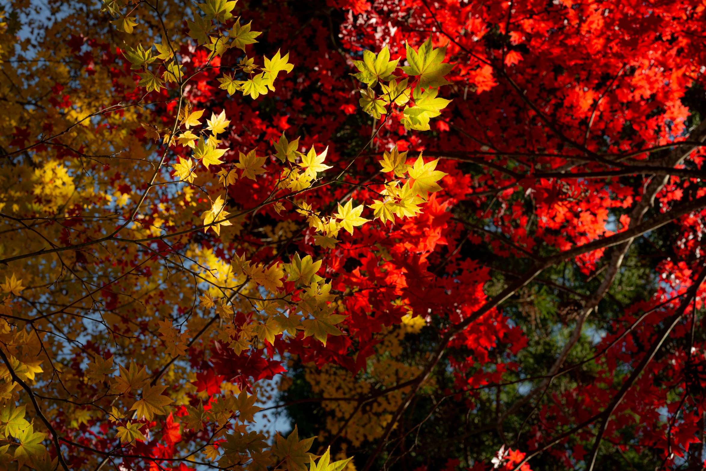 autumn leaves against a blue sky are changing color