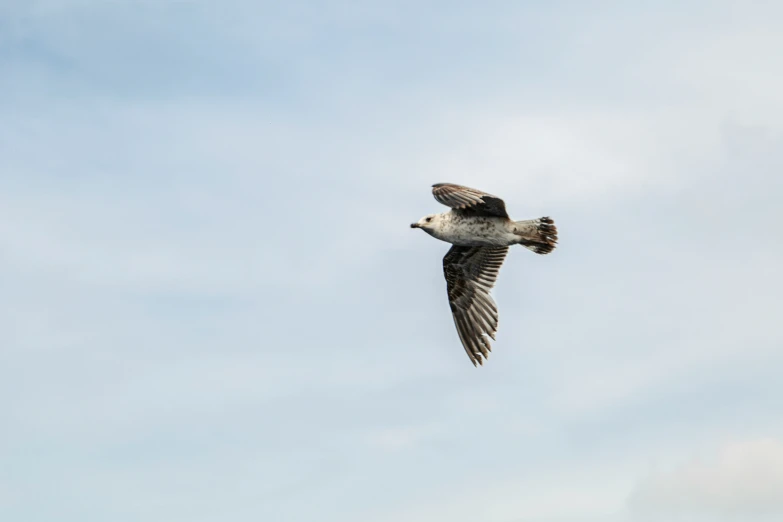 a large bird flying through a cloudy sky