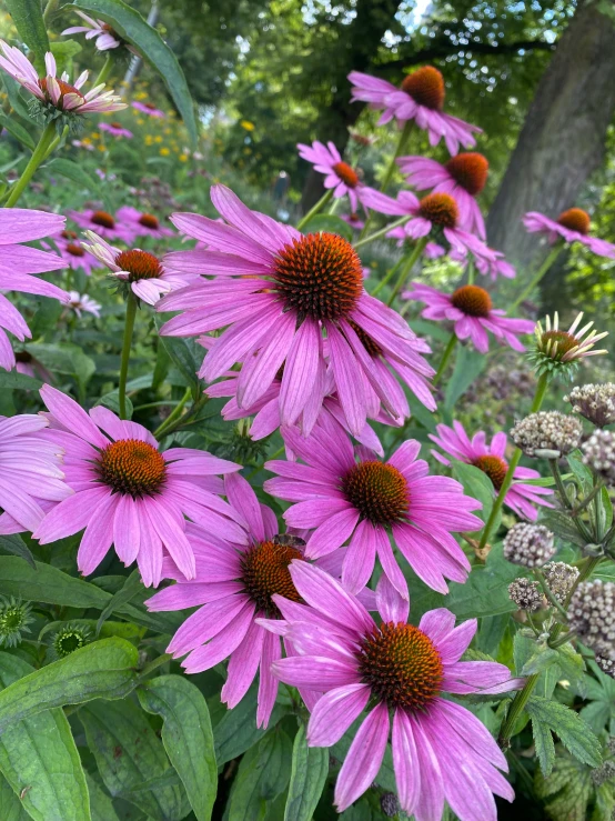 a bunch of flowers in a garden by some trees