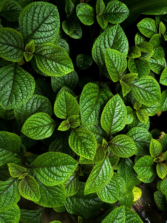 green leaves on a tree are showing a dark background