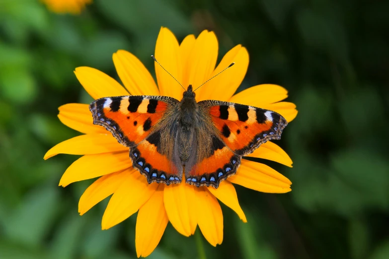 an orange and black erfly sitting on a yellow flower