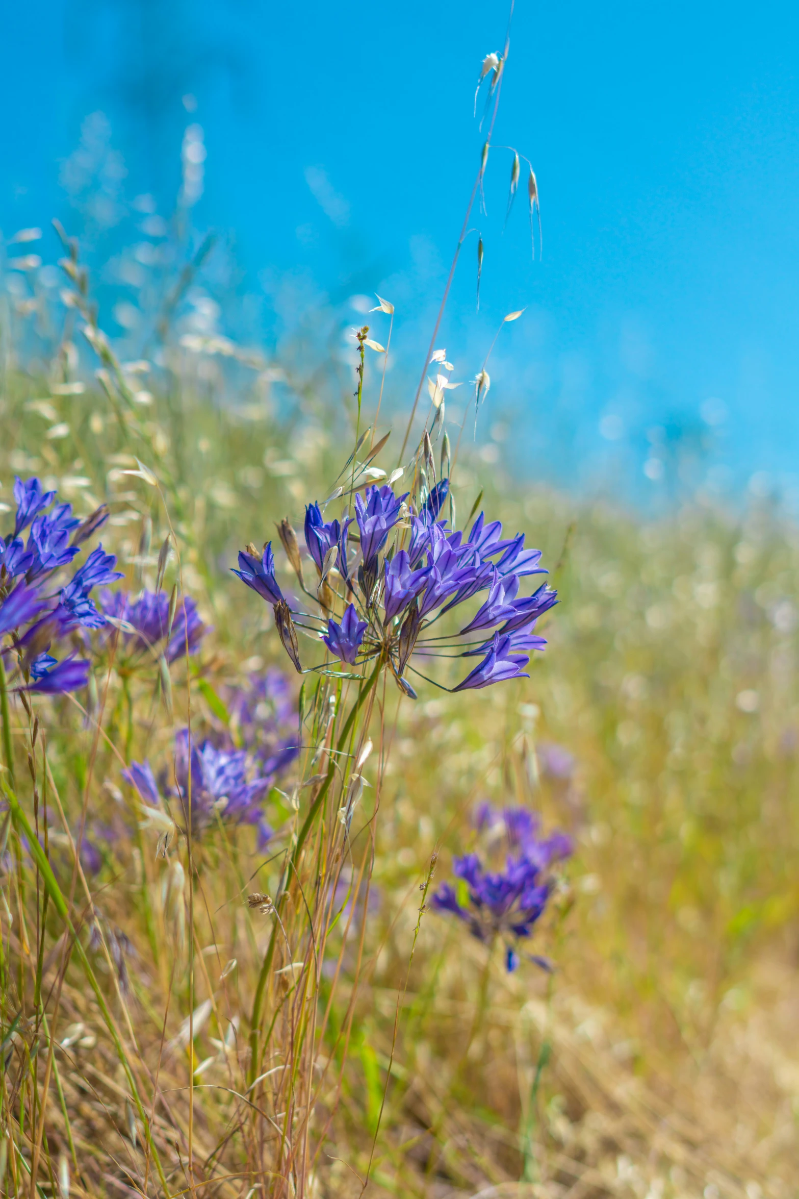 closeup po of a purple flower in an open field