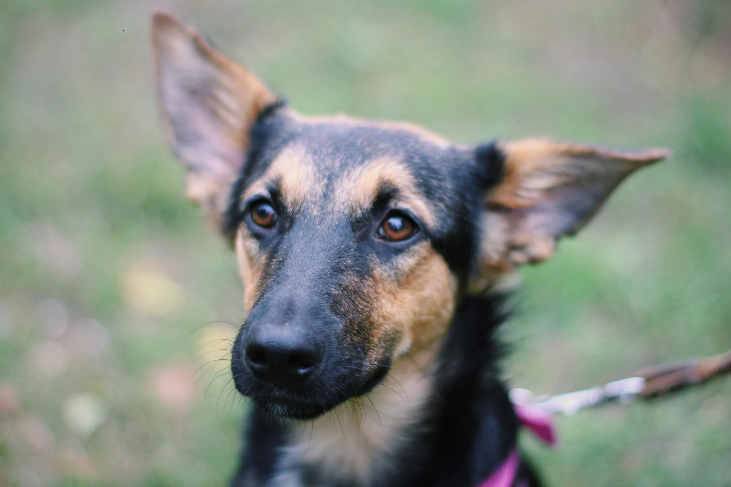 a dog in harness looking off to the side