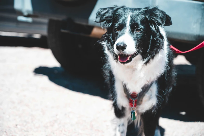 the black and white dog has a leash for walking