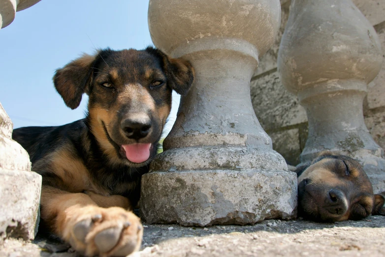 the dog is laying next to the large statue