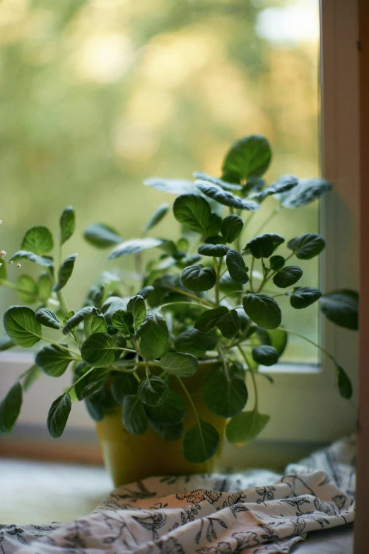 a green plant sitting next to a window in a bedroom