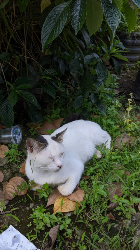 cat laying in grass with plants surrounding