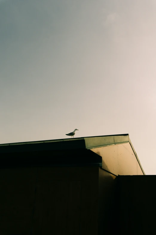 a view of the back of a building from below of a seagull