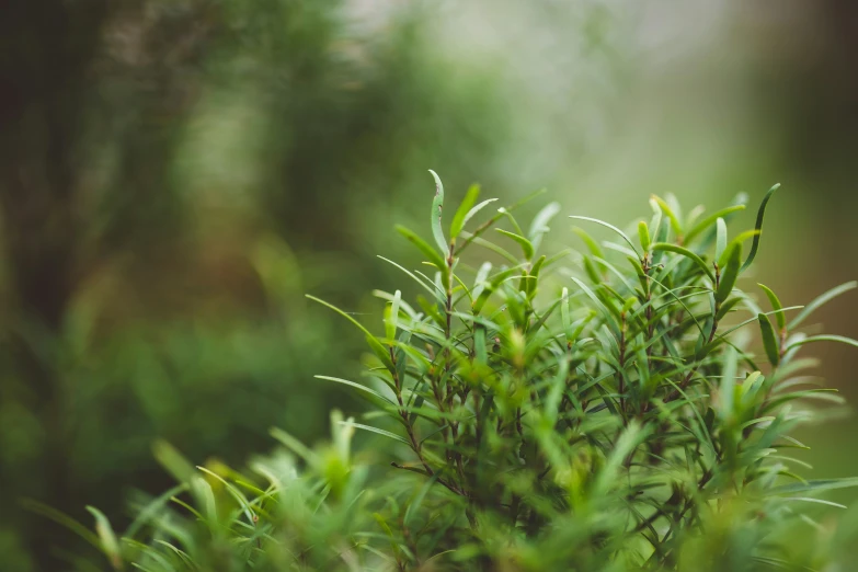 a plant with many leaves and stems