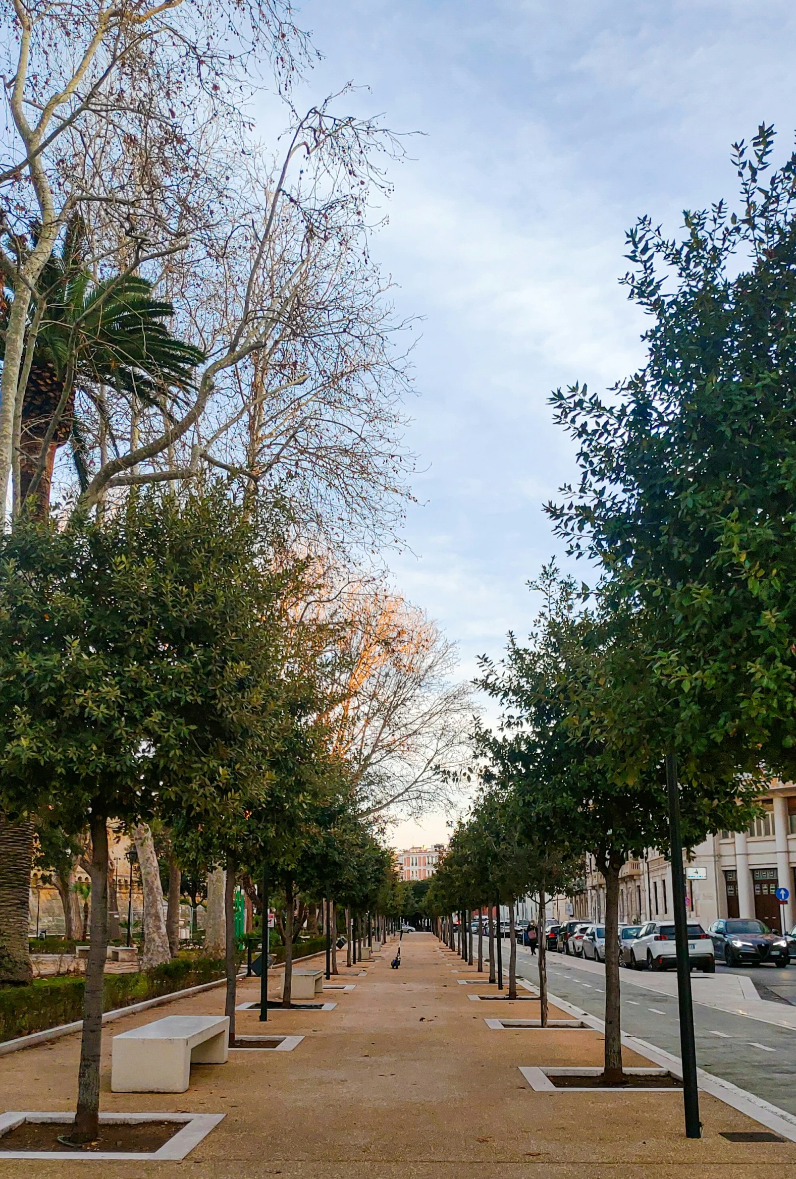 some trees lined with white benches along the street