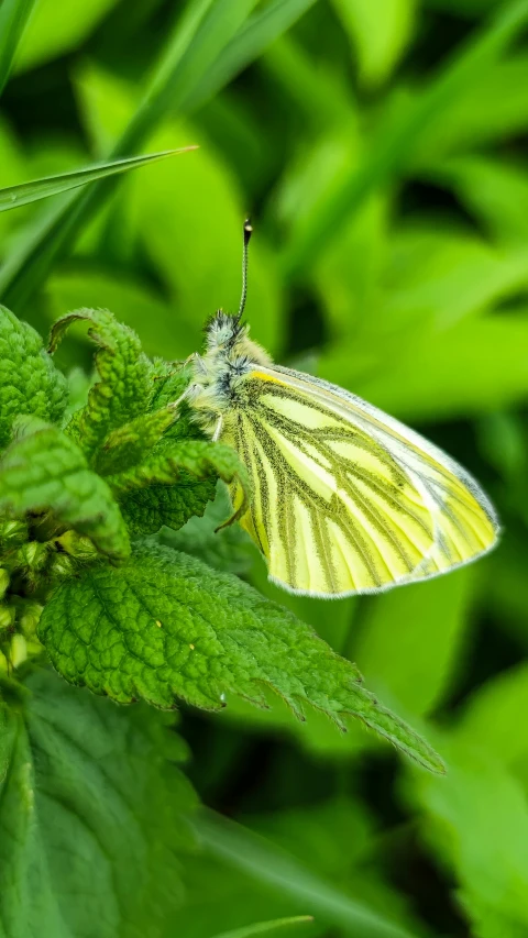 a yellow erfly sits on the leaves of a plant