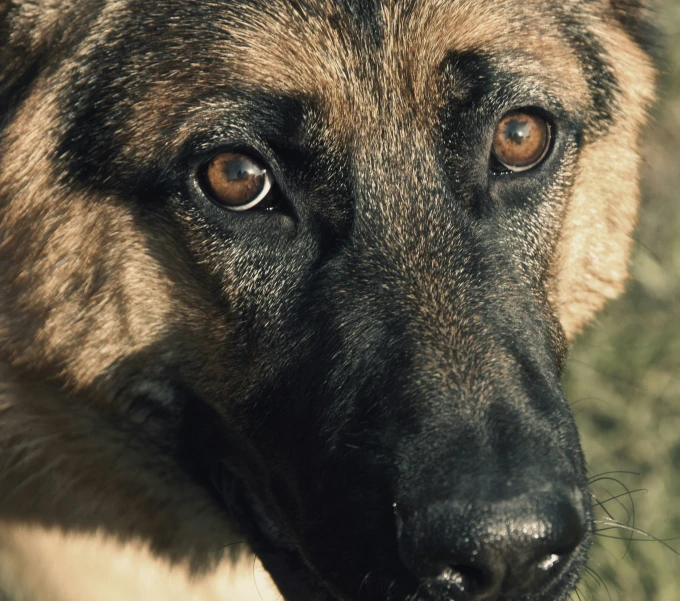 a brown dog with black ears and brown eyes