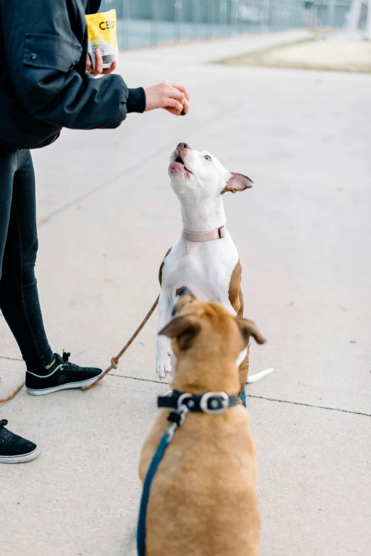 a dog getting his face attention from a person