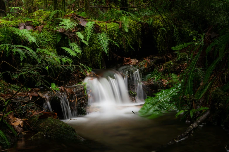 a small waterfall falls into some deep green moss