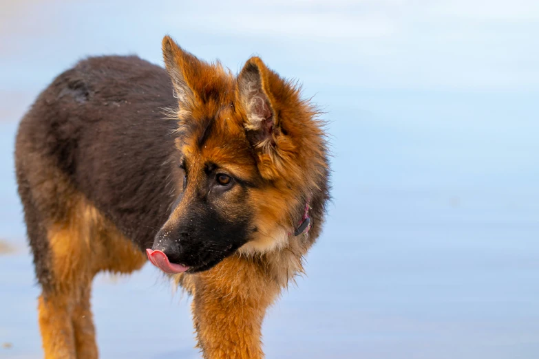 the dog has long, fluffy hair on it's head