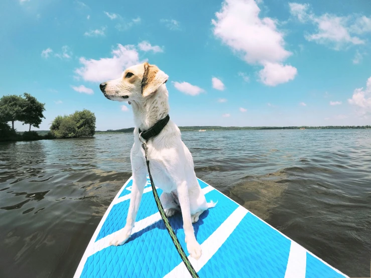 a white dog standing on top of a blue boat