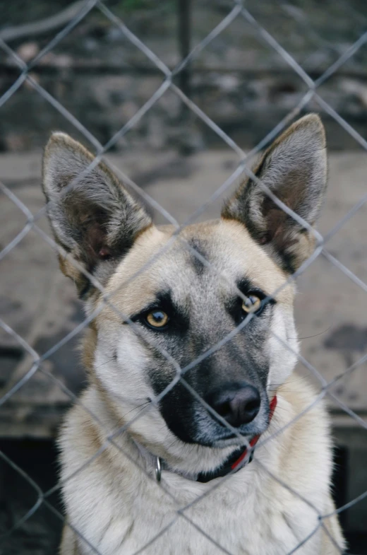 there is a german shepard that is behind a fence