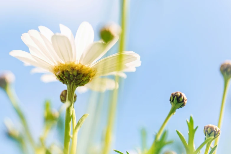 an open sky with some flowers in it