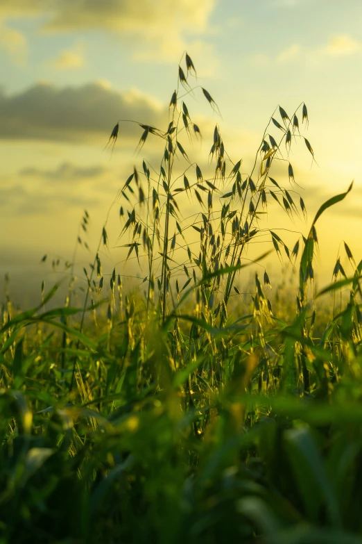 grass with low clouds in the distance in the day