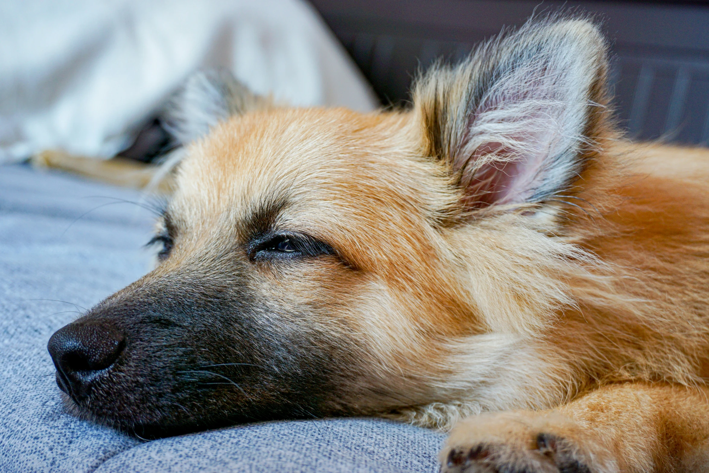 a brown dog laying on top of a couch