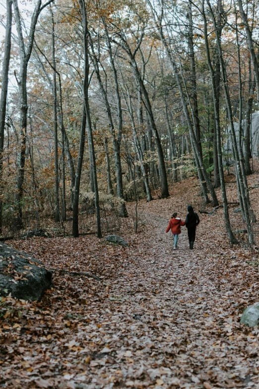 the dog is walking down the path in the woods