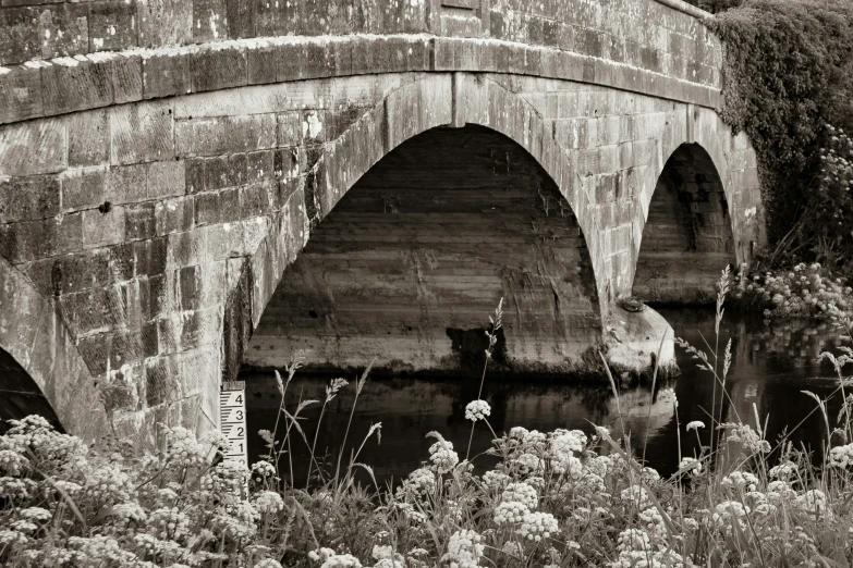 a stone bridge over some water and plants