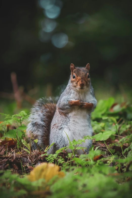 a red squirrel stands in a lush green field