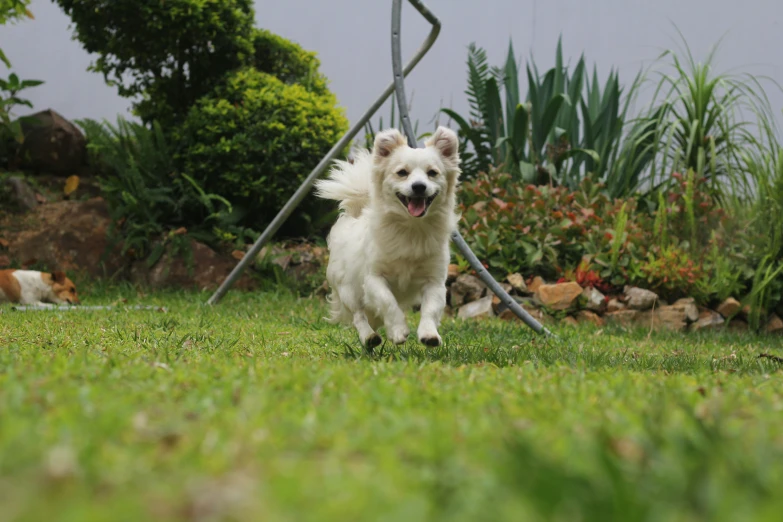 a dog running through the grass in a garden