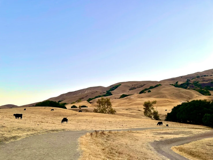 several cows walking on a dirt road in the hills