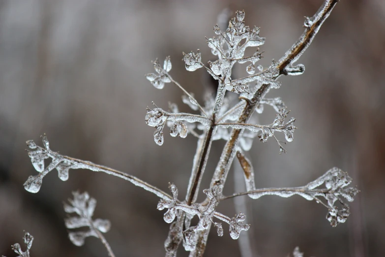 a bunch of frosted plants in a blurry picture