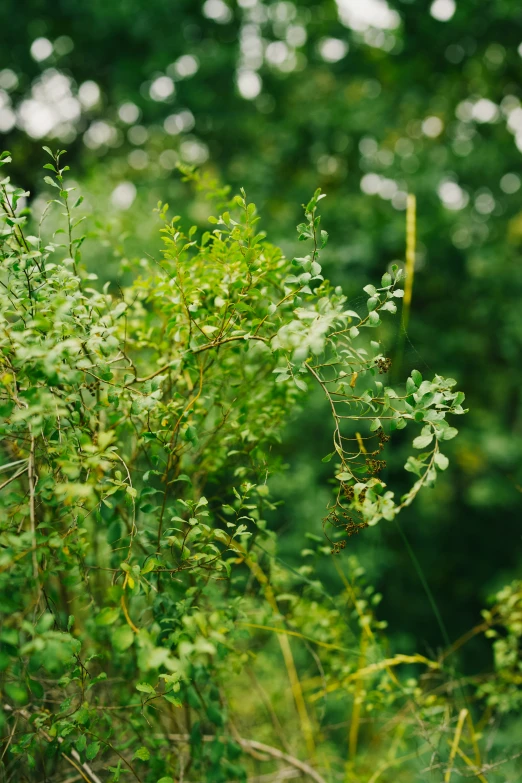 green foliage and trees in the background