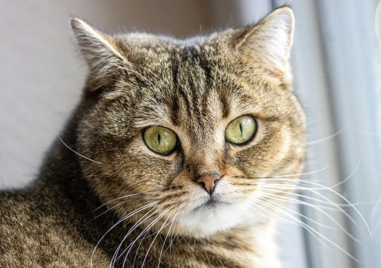 a cat staring into the distance with one eye wide open