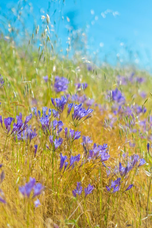 a flower garden in full bloom with long purple flowers