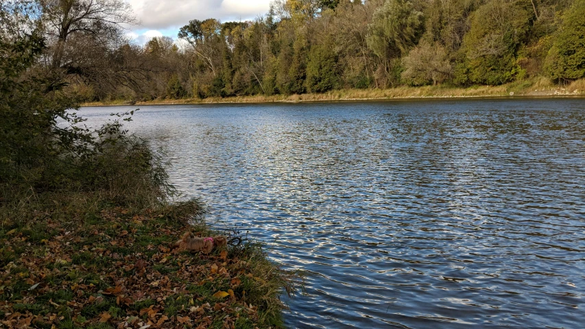 a lake surrounded by tall trees with blue skies