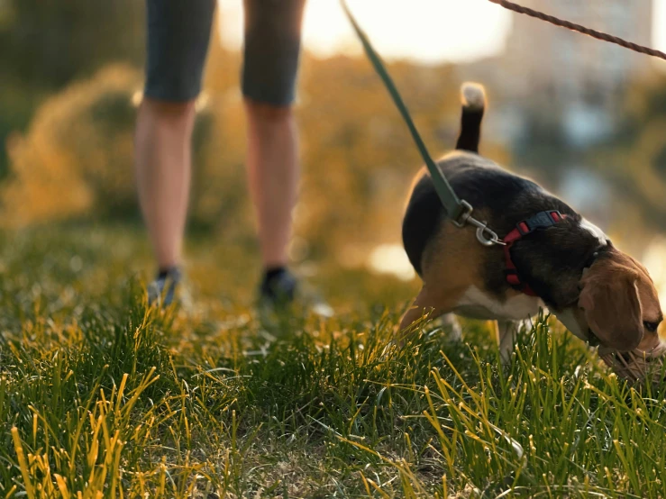 a dog walking on leash with a woman holding it