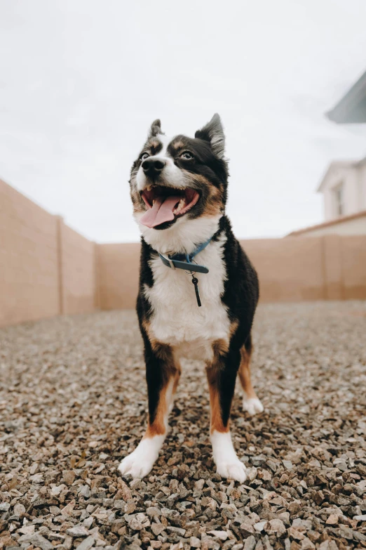 a dog with his mouth open on a gravel ground