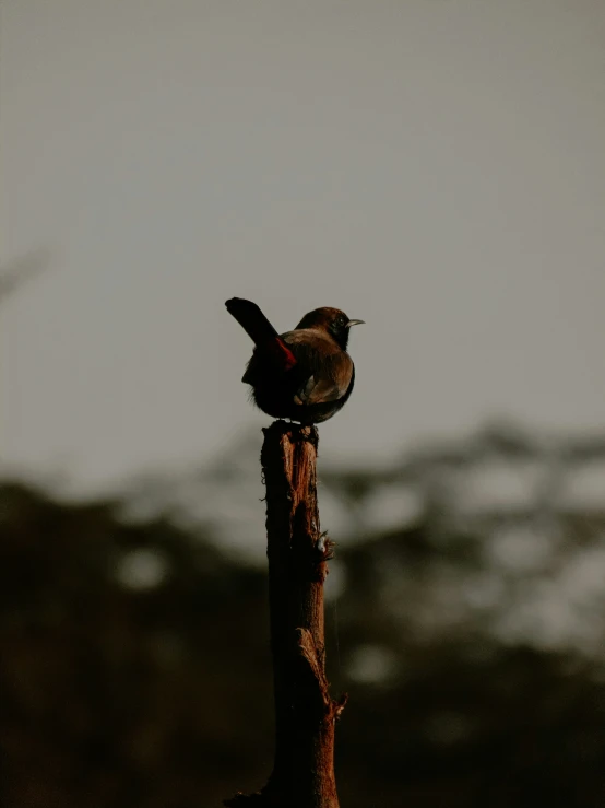 a bird that is sitting on the end of a pole