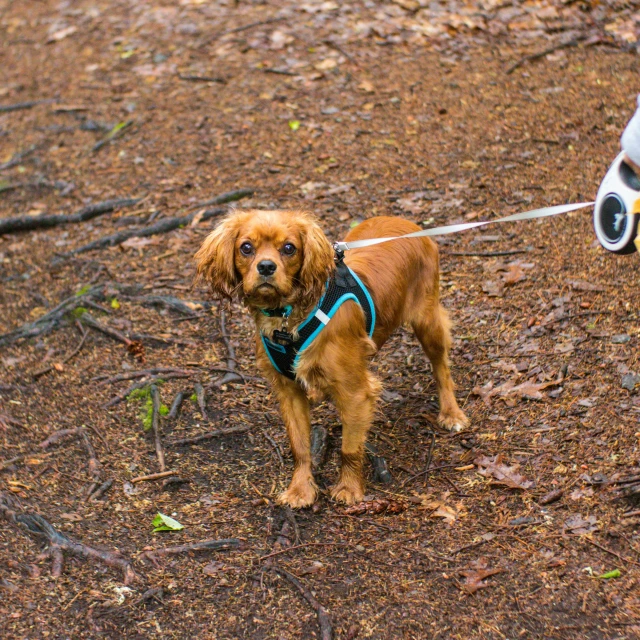 a dog wearing a vest pulling a frisbee