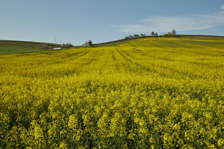 a field with yellow flowers and trees on a hill